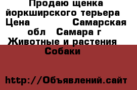 Продаю щенка йоркширского терьера › Цена ­ 20 000 - Самарская обл., Самара г. Животные и растения » Собаки   